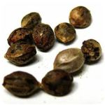 Семена марихуаны АК-47  (Seeds AK-47) в Карталах